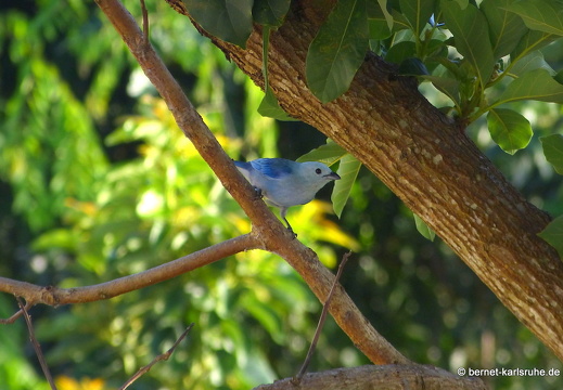 20-02-25-castarainn-bischofstangare-001