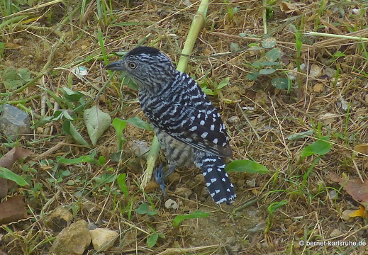 20-02-25-castarainn-binden-ameisenwuerger-männchen-