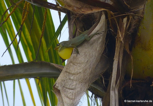 20-02-23-castarainn-echse-007