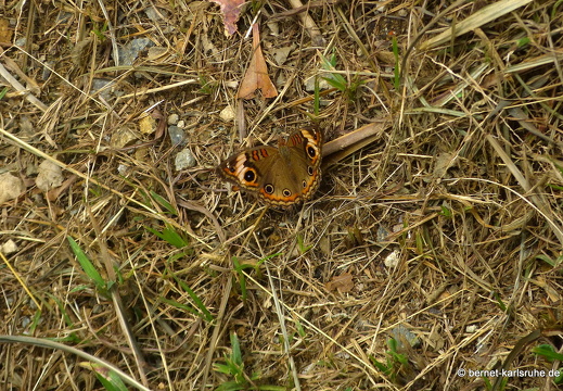 20-02-23-castarainn-050