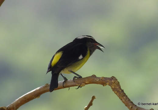 20-02-20-castarain-zuckervogel- 20.02.2020 12-48-51