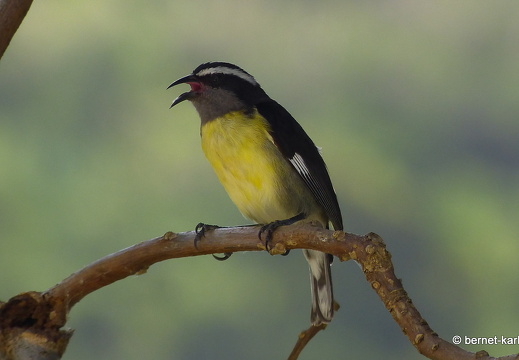 20-02-20-castarain-zuckervogel- 20.02.2020 14-31-32