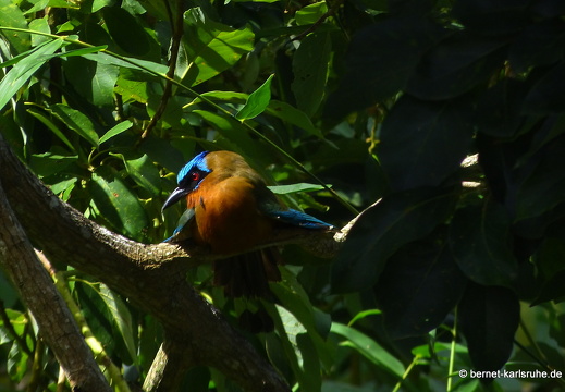 20-02-19-castara-trinidad-motmot-007