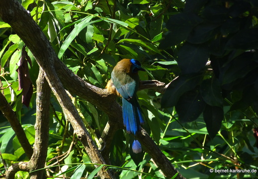20-02-19-castara-trinidad-motmot-