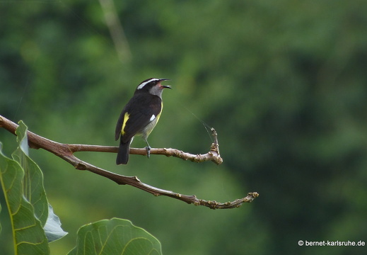 20-02-18-castara-240