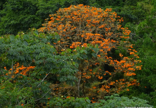 20-02-18-castara-tulpenbaum-