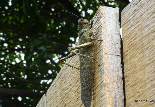 20-02-18-castara-heuschrecke-001