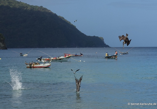 20-03-04-charlotteville-pelikane-010