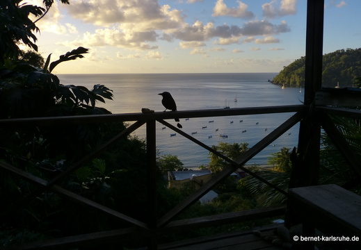 20-03-02-charlotteville-bellavista-trinidad-motmot-010