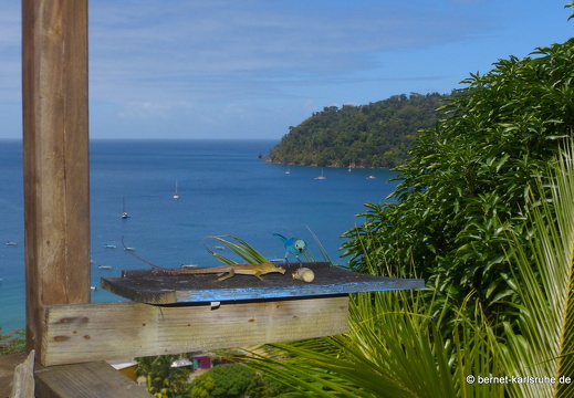 20-03-01-charlotteville-bellavista-echse-bischofstangare-002
