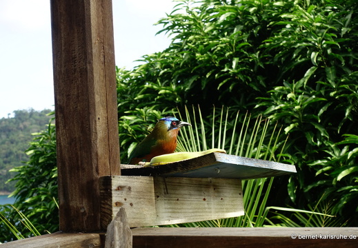20-02-29-charlotteville-bellavista-trinidad-motmot-027