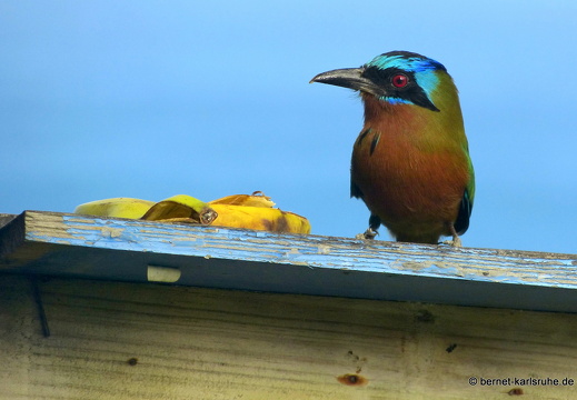 20-02-29-charlotteville-bellavista-trinidad-motmot-018