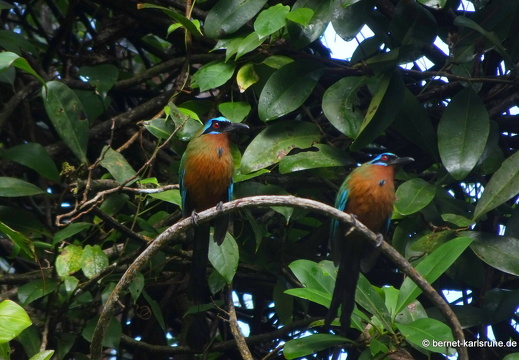20-03-03-tobago-regenwald-motmot-001