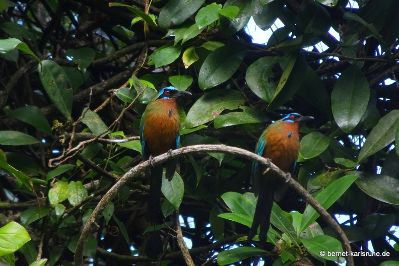 20-03-03-tobago-regenwald-motmot-001.jpg