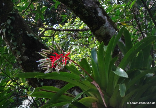 20-03-03-tobago-regenwald-109