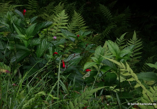 20-03-03-tobago-regenwald-glockenblumengewaechs-003