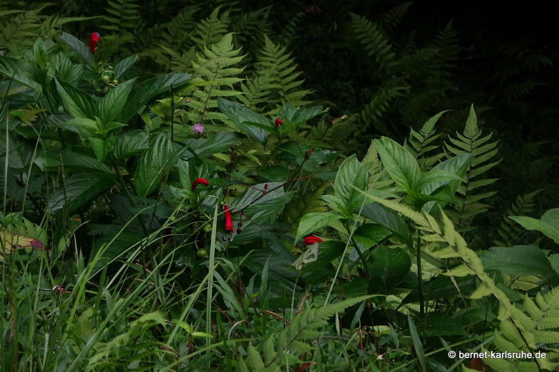 20-03-03-tobago-regenwald-glockenblumengewaechs-003.jpg