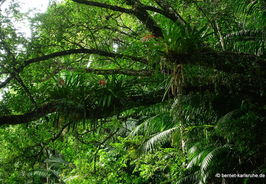 20-03-03-tobago-regenwald-094