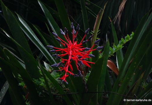 20-03-03-tobago-regenwald-067