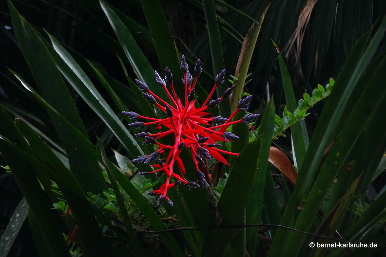 20-03-03-tobago-regenwald-067.jpg