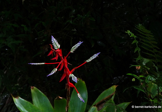 20-03-03-tobago-regenwald-078