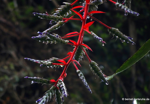 20-03-03-tobago-regenwald-061