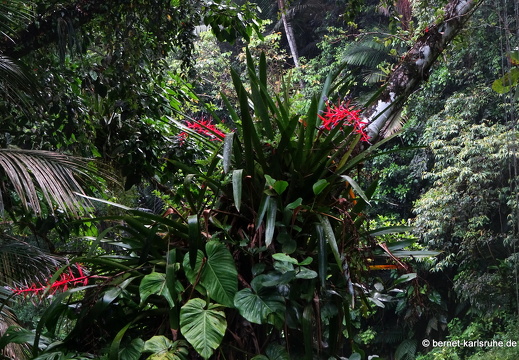 20-03-03-tobago-regenwald-032