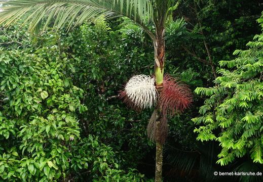 20-03-03-tobago-regenwald-016