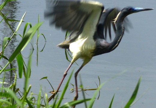 20-03-16-bonaccord-vogelschutzgebiet-reiher-flug-001
