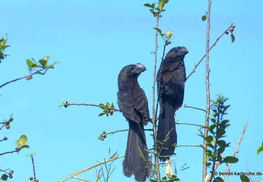 20-03-16-bonaccord-vogelschutzgebiet-glattschnabelani-001