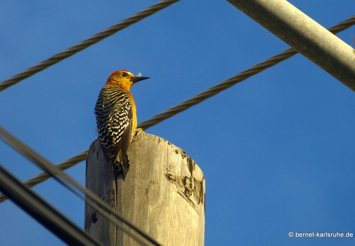 20-03-16-bonaccord-vogelschutzgebiet-rotkappenspecht-001