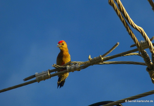 20-03-16-bonaccord-vogelschutzgebiet-rotkappenspecht-