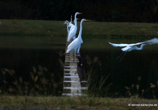 20-03-14-bonaccord-vogelschutzgebiet-142