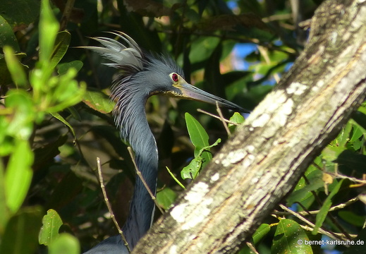 20-03-11-bonaccord-reiher-