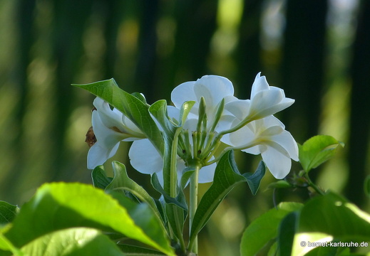 20-03-11-bonaccord-palm breezevilla-002