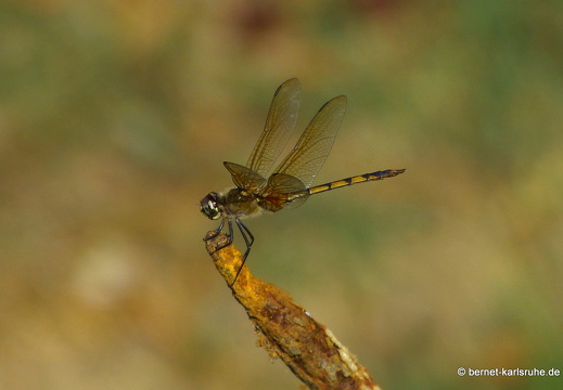 20-03-10-bonaccord-libelle-003
