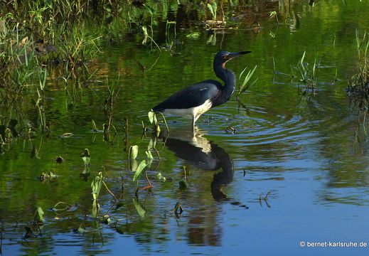 20-03-10-bonaccord-reiher-002