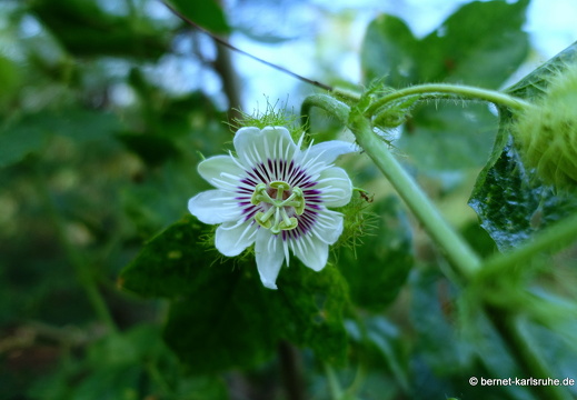 20-03-10-bonaccord-passionsbluete-002