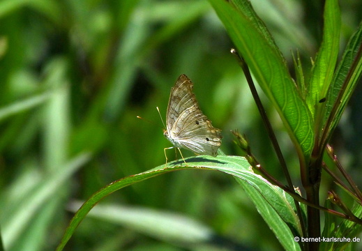 20-03-08-bonaccord-palmbreeze-015