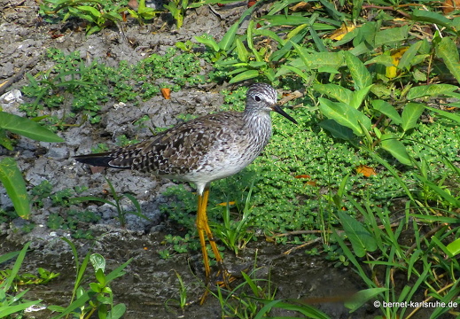 20-03-07-bonaccord-gelbschenkel-008