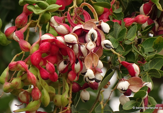 15-01-09-vientiane-tamarinde-006