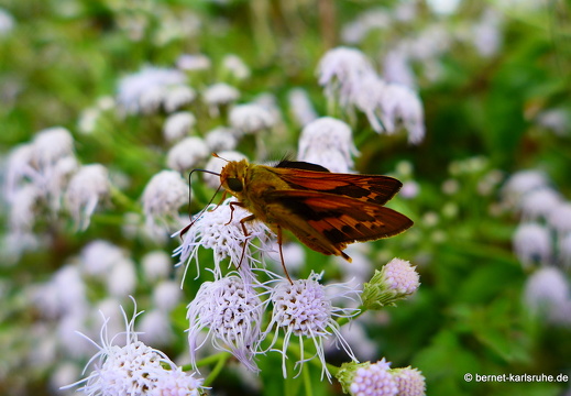 15-01-12-vientiane-dickkopffalter-002