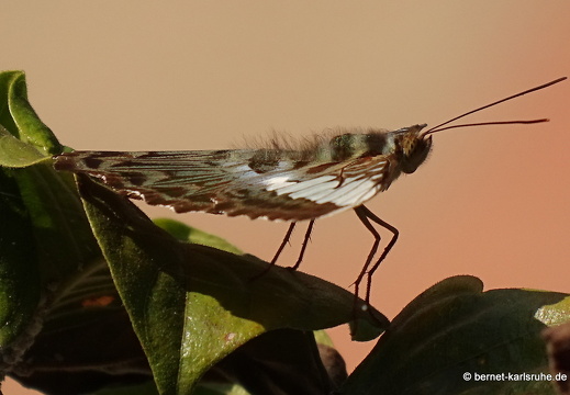 15-01-14-ban keun-074