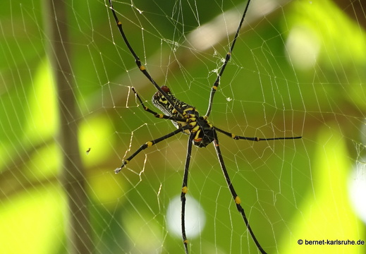 15-01-15-ban keun-spinne-unbekannt-268