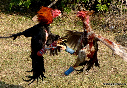 15-01-16-ban keun-hahnenkampf-124