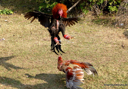 15-01-16-ban keun-hahnenkampf-126