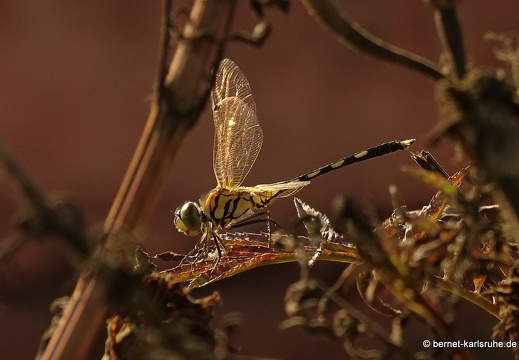 15-01-16-ban keun-libelle unbekannt-365