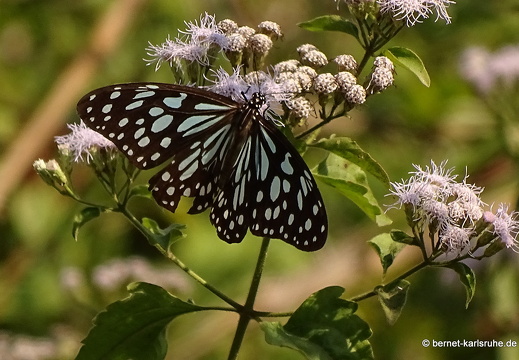 15-01-16-ban keun-schmetterling-unbekannt-276