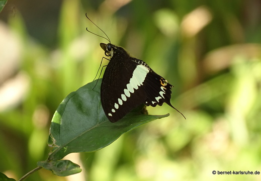 15-01-16-ban keun-schmetterling-unbekannt-319