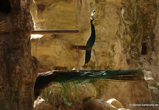 15-01-17-ban keun-zoo-028